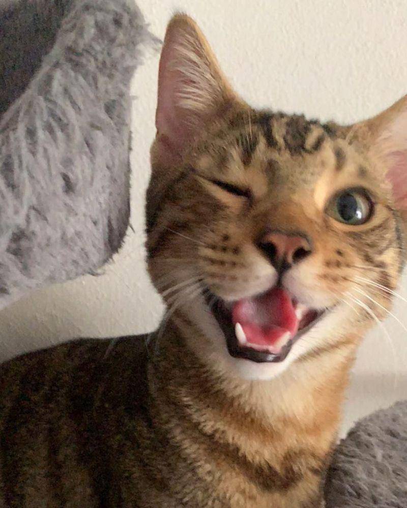 reddit.com/Chapo_no_fapo